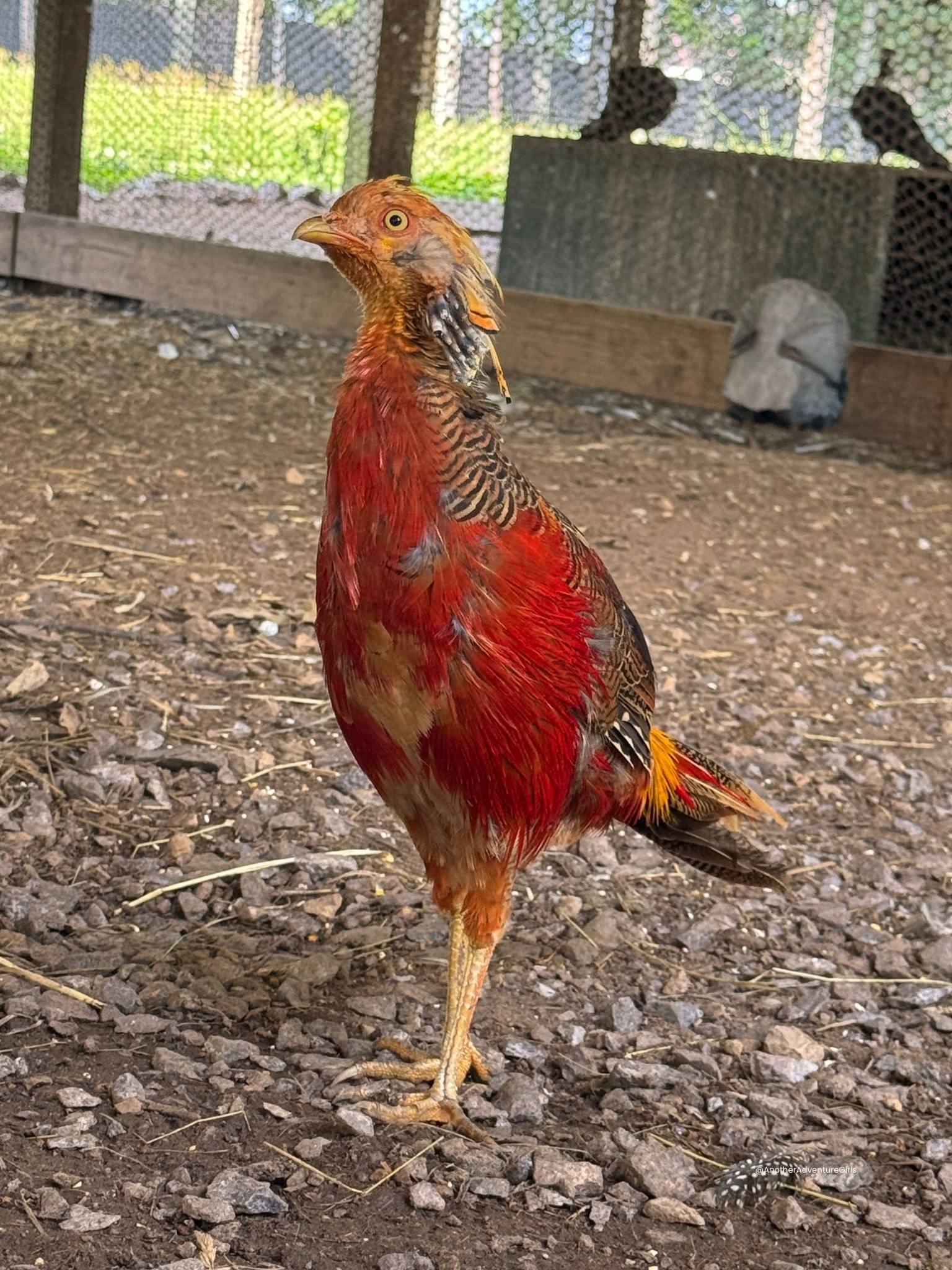 red and orange chicken at wisconsin deer park