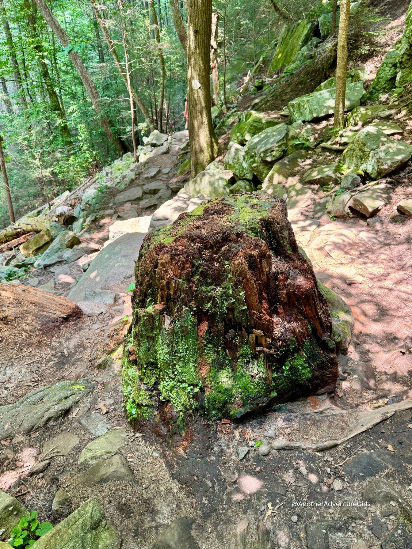 tree stump on the trail 
