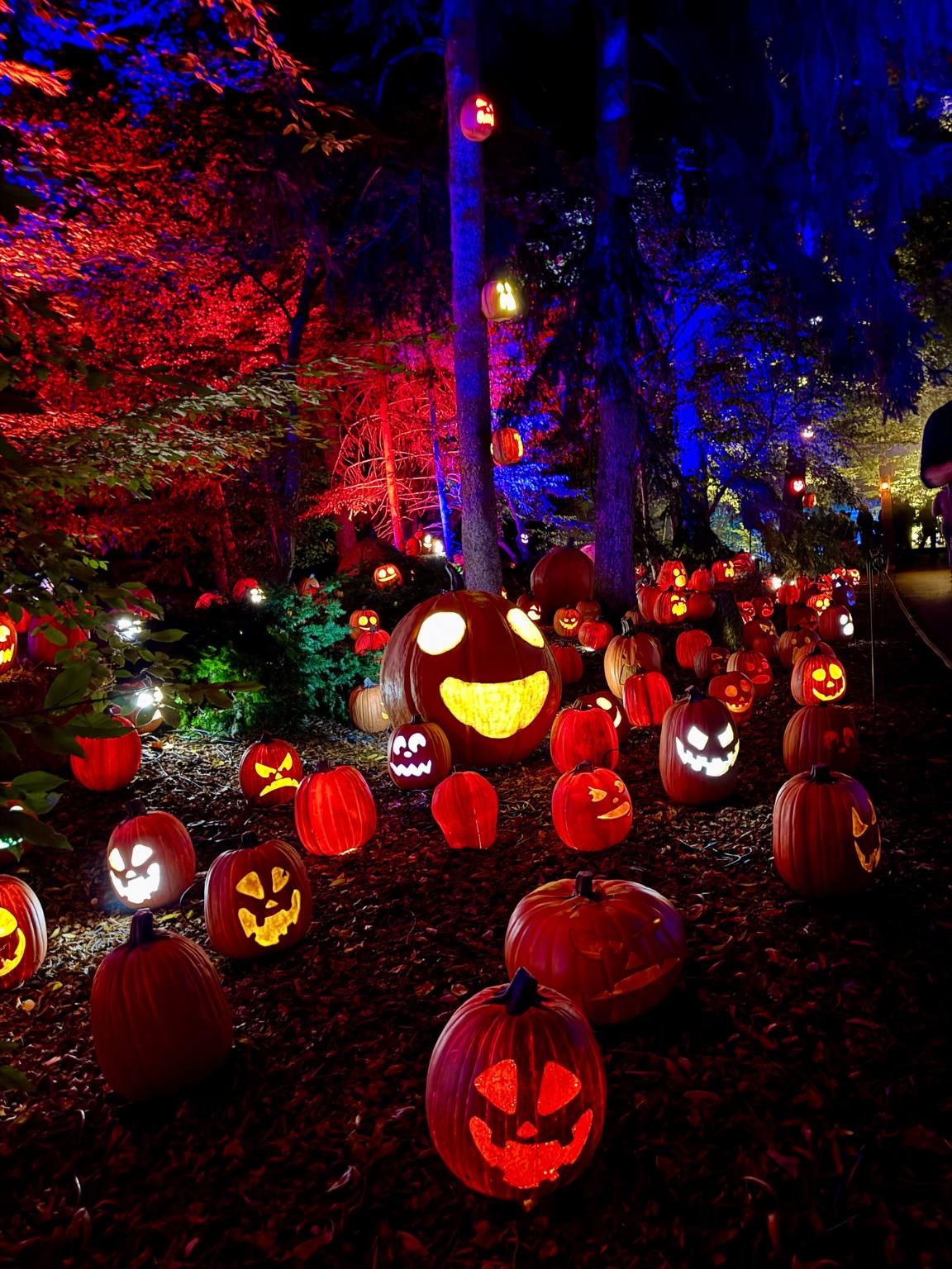 glowing pumpkins on the ground outside