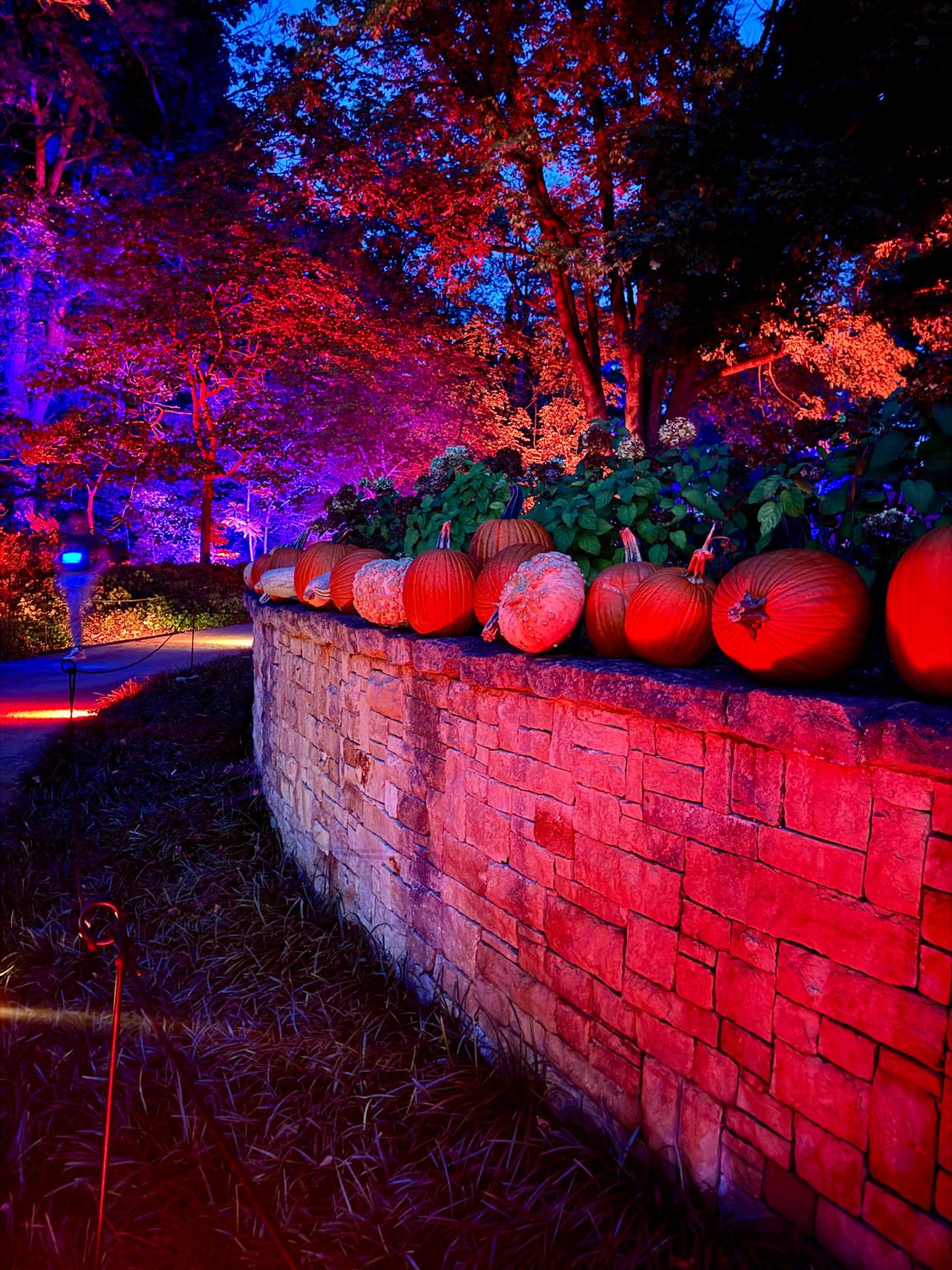 pumpkins and gourds on top of a wall