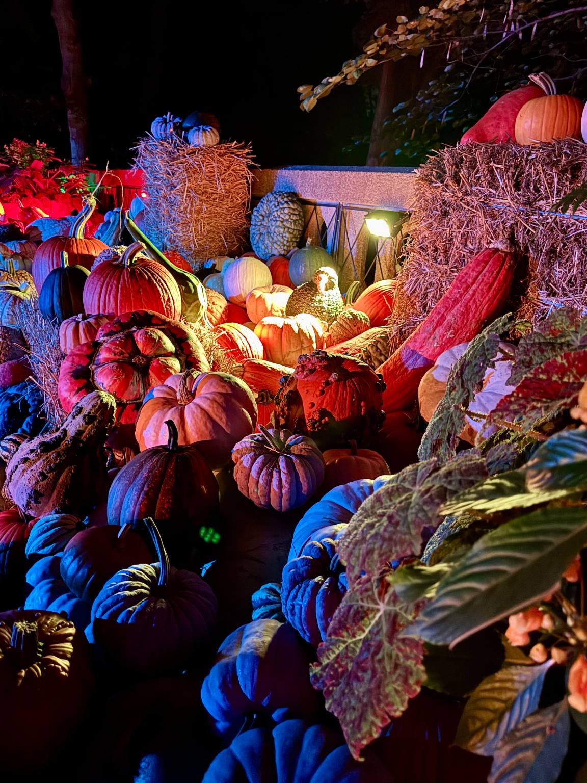 pumpkins and gourds in a pile