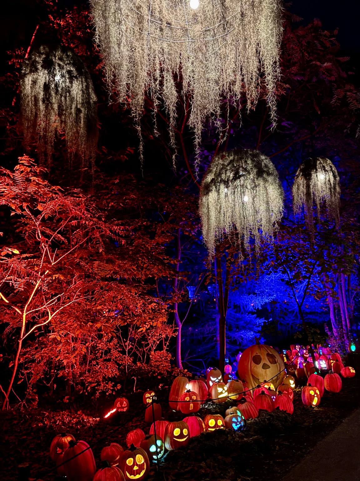 pumpkins on the ground