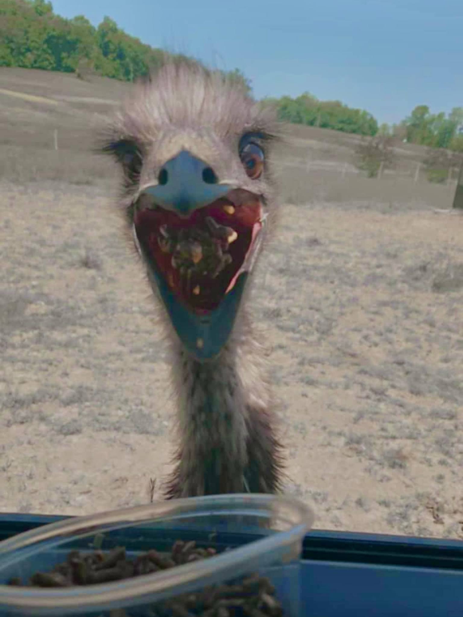 emu staring into camera with an open mouth full of food