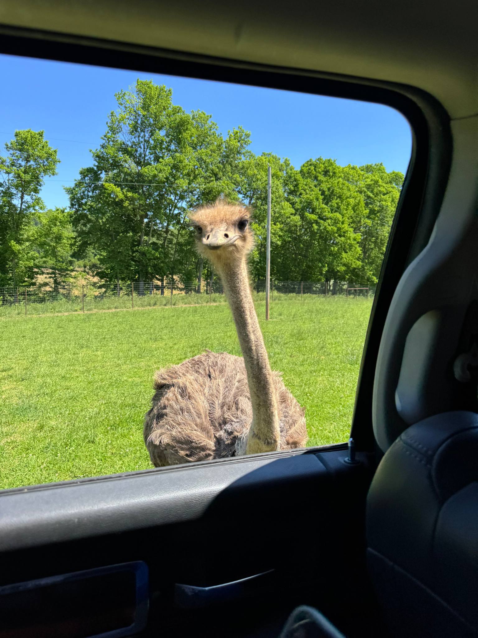an emu approaching the car window looking in