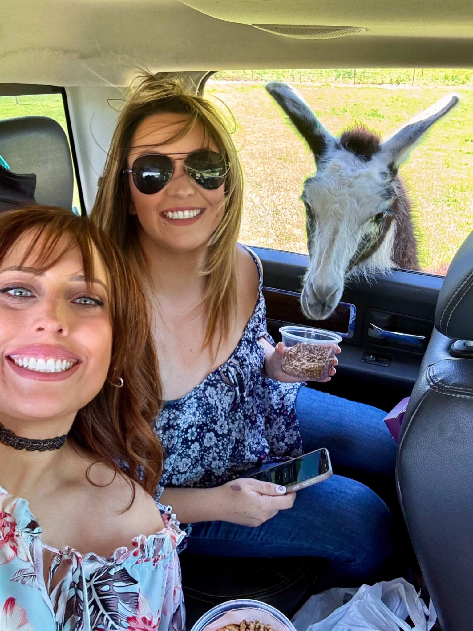 erin and jodi smiling in the car feeding an animal at the window