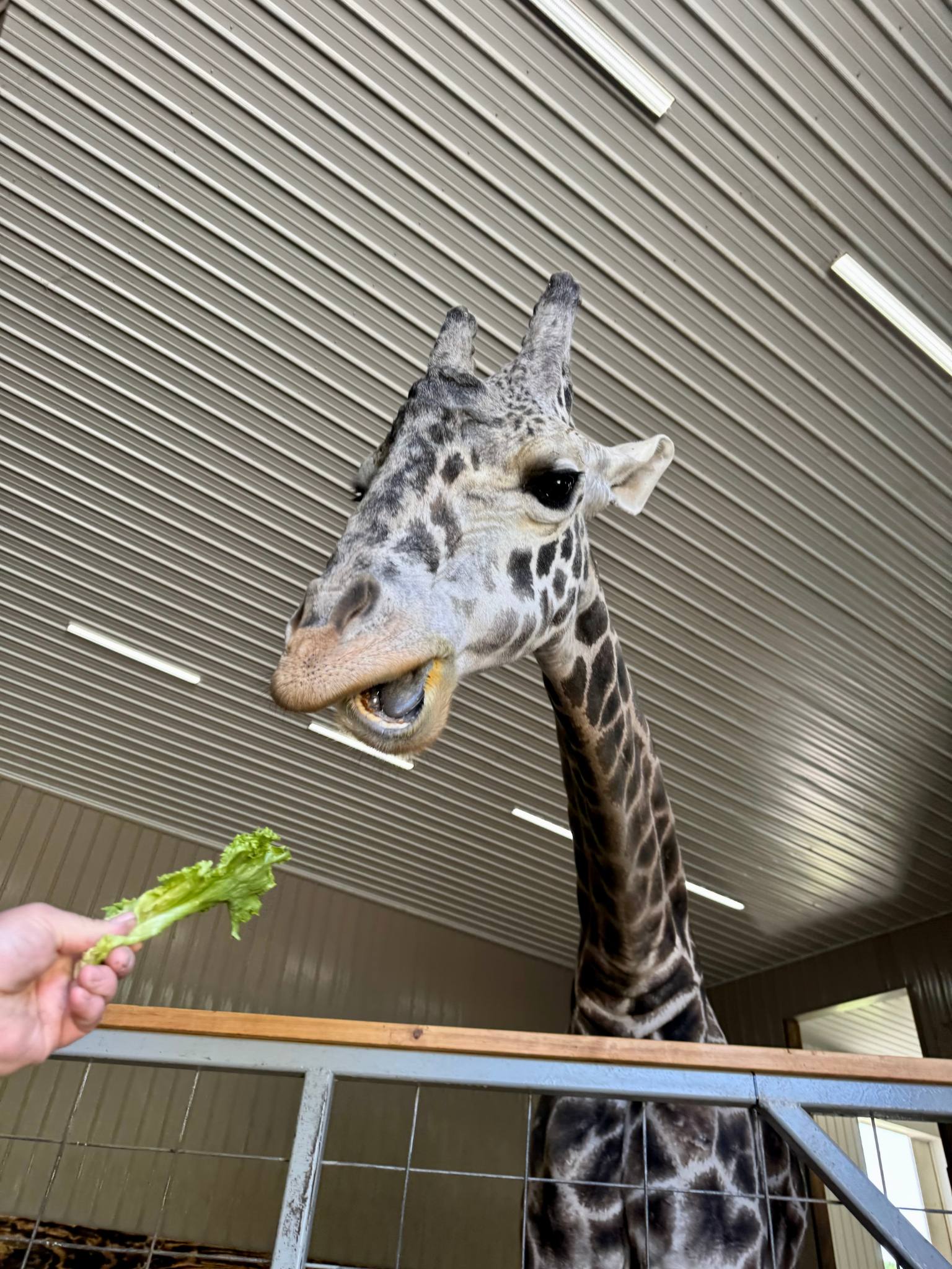 a giraffe eating lettuce