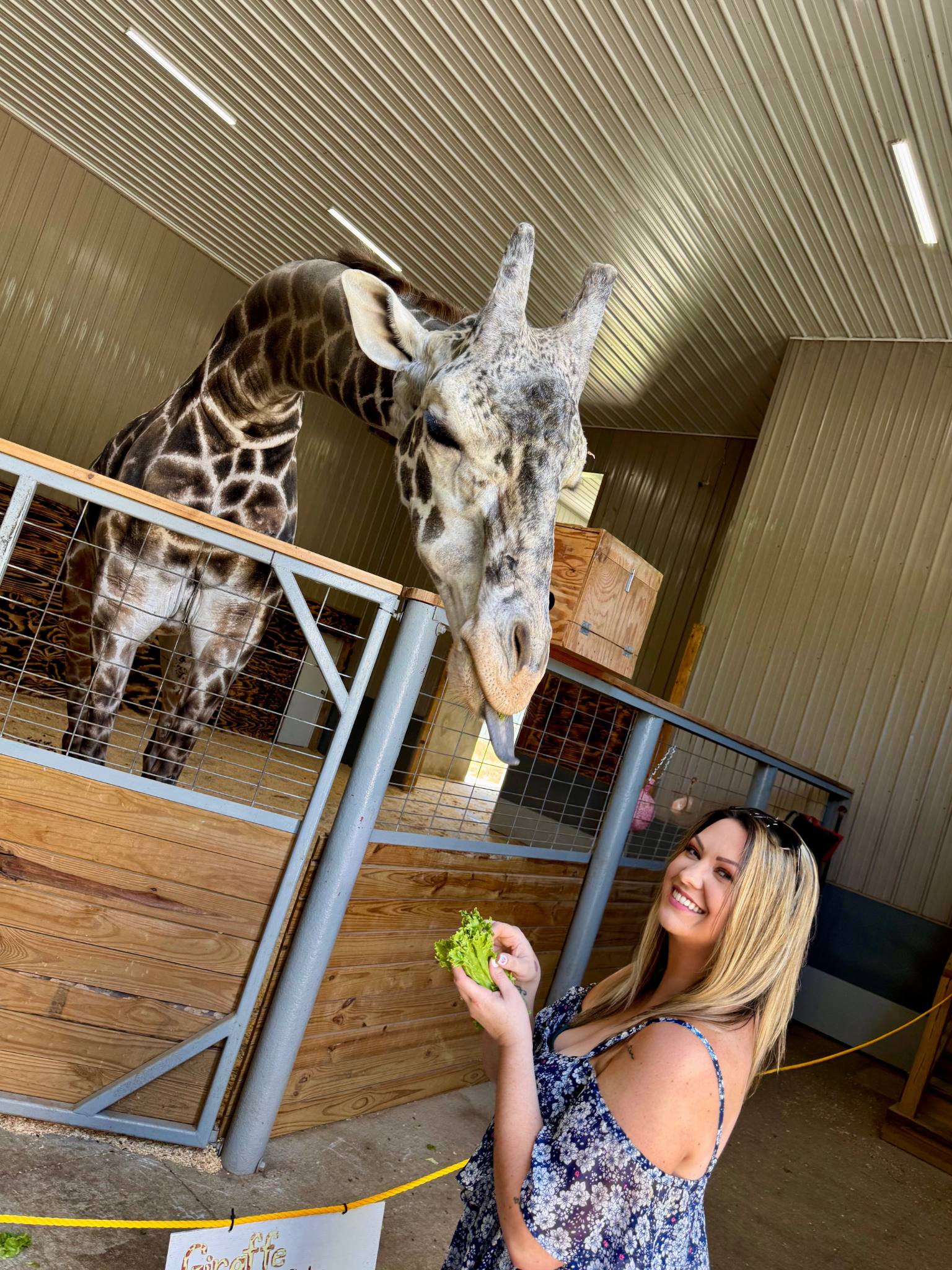 jodi smiling and holding lettuce in front of a giraffe